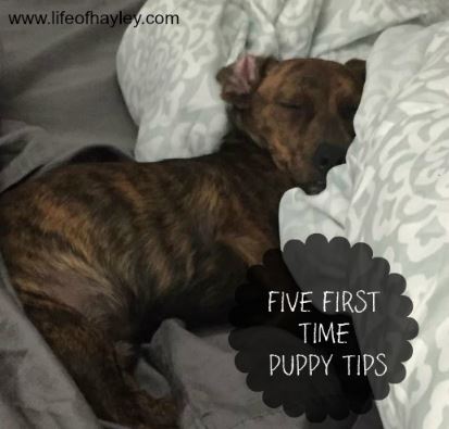first time puppy tips